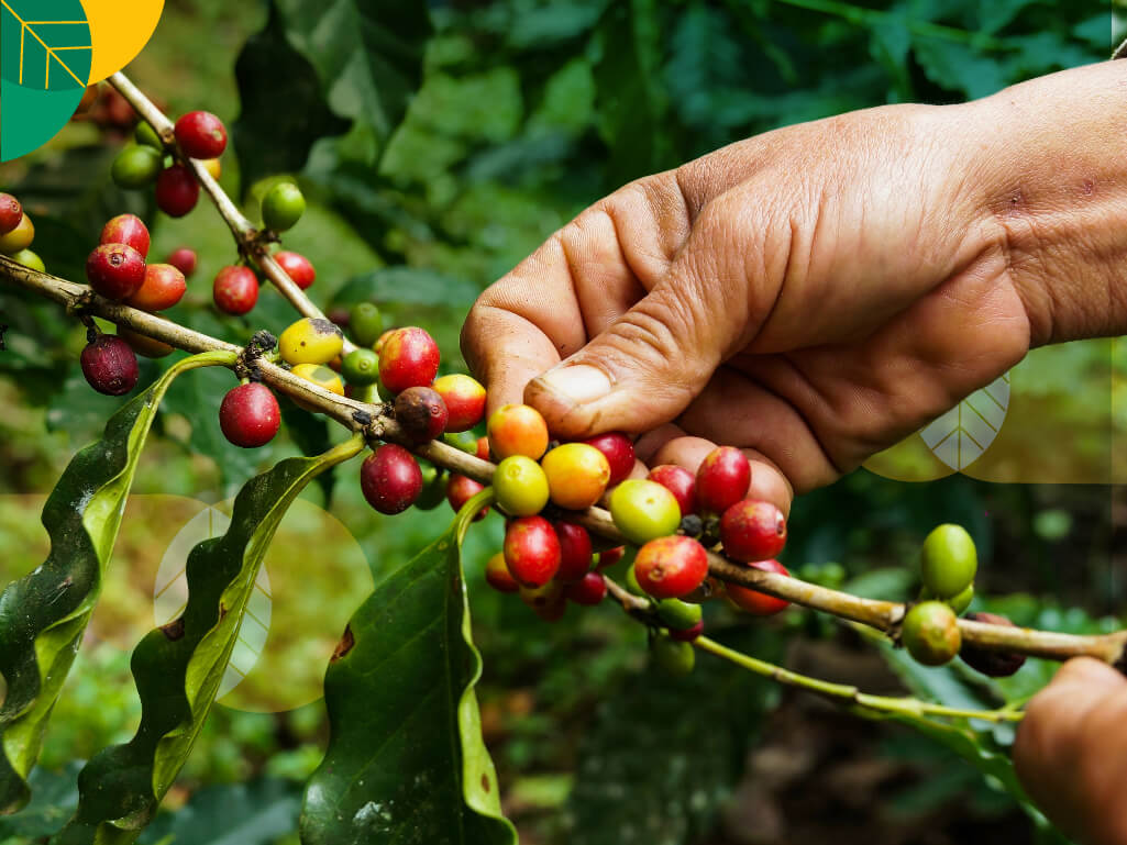 Kisah Kopi Terbaik Sumatera Utara yang Disangka Produk Luar Negeri