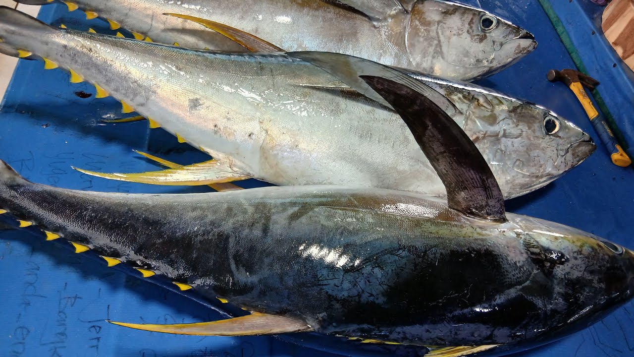 Apa Persamaan Manfaat Ikan Laut dan Ikan Air Tawar? Ini Penjelasan Dietisien 