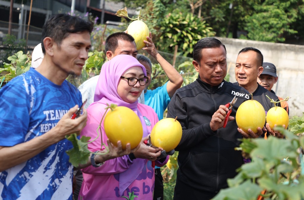 Kisah Ratusan Buah Golden Melon Dipanen dari Lahan Tak Terpakai di Rawamangun