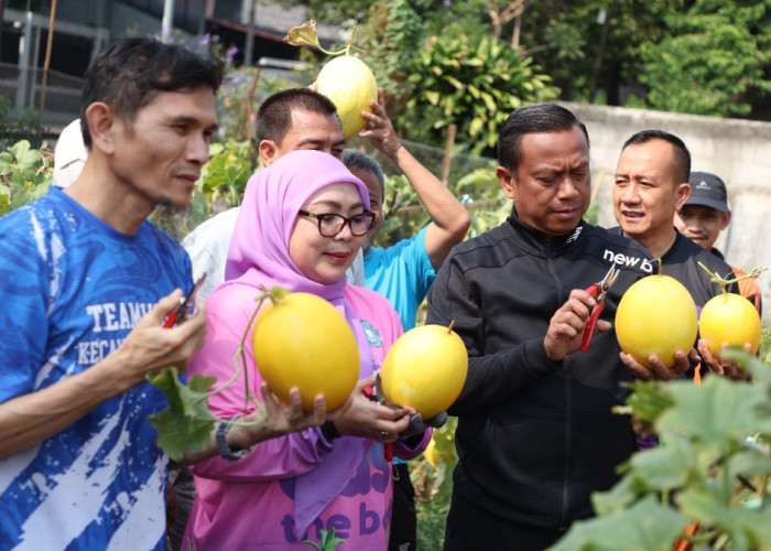 Kisah Ratusan Buah Golden Melon Dipanen dari Lahan Tak Terpakai di Rawamangun