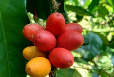 Delapan Manfaat Kulit Melinjo untuk Kesehatan Tubuh