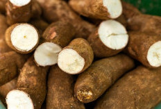 Begini Rahasia Singkong Jadi Produk Bernilai Tinggi 