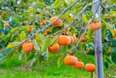 Khasiat Buah Kesemek, Mencegah Kanker dan Menjaga Kesehatan Jantung 