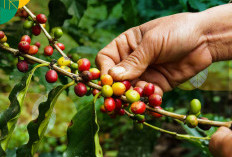 Kisah Kopi Terbaik Sumatera Utara yang Disangka Produk Luar Negeri