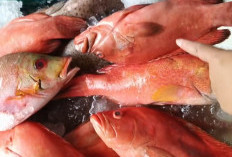 Meningkatkan Kadar Vitamin D Bisa Kurangi Risiko Kanker Usus Besar