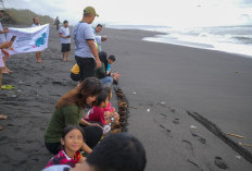 Dukung Konservasi Penyu, Kalbe Farma dan Reispirasi Lepas Tukik di Pantai Samas