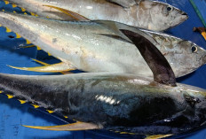 Apa Persamaan Manfaat Ikan Laut dan Ikan Air Tawar? Ini Penjelasan Dietisien 