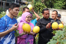 Kisah Ratusan Buah Golden Melon Dipanen dari Lahan Tak Terpakai di Rawamangun