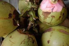 Ini Makanan dan Minuman yang Bisa Redakan Keracunan