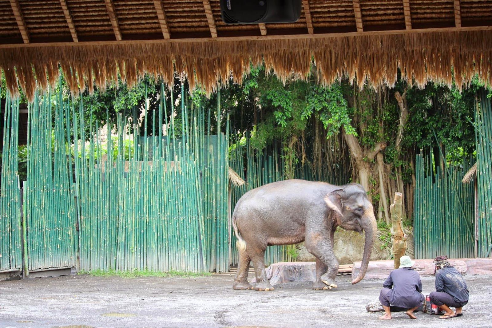 Tragis, Gajah Seruduk Penjaga hingga Tewas di Bali