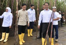 Wapres Gibran Rakabuming Raka Tinjau Panen Raya Tebu dan Program Swasembada Gula