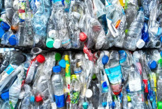 Sulap Sampah Plastik Jadi Biskuit Protein Tinggi, Mau Coba?